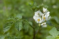 Flowering Solanum tuberosum