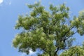 Flowering Sophora japonica tree against the sky