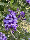 Flowering Sophora (lat.- Sophora) tree or bush subtropical plant