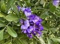 Flowering Sophora (lat.- Sophora) tree or bush subtropical plant