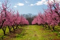 Peach Orchard in Bloom Royalty Free Stock Photo