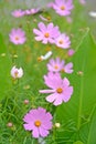 The flowering space is twofold Cosmos bipinnatus Cav Royalty Free Stock Photo