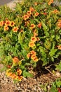 Flowering Sparky Tecoma Shrub Royalty Free Stock Photo