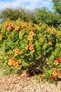 Flowering Sparky Tecoma Shrub