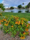 Flowering Sparky Tecoma Shrub in Dos Lagos, Glendale, AZ Royalty Free Stock Photo