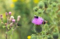 Flowering Spear thistle visited bij two bumblebees Royalty Free Stock Photo