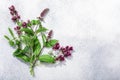 Flowering Spearmint, peppermint and oregano on grey textured backdrop w/copy space, top view