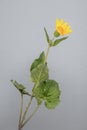 Heart Leaved Arnica - Arnica cordifolia - Full View