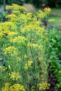 Flowering dill Fennel herbs