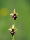 Macro of spider orchid