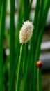 Flowering Spike-rush (Eleocharis elegans Cyperaceae).