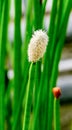 Flowering Spike-rush (Eleocharis elegans Cyperaceae). Botanical garden Heidelberg, Baden Wuerttemberg, Germany