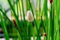 Flowering Spike-rush (Eleocharis elegans Cyperaceae). Botanical garden Heidelberg, Baden Wuerttemberg, Germany Royalty Free Stock Photo