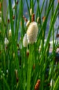 Flowering Spike-rush Eleocharis elegans / Cyperaceae. Botanical garden Heidelberg, Baden Wuerttemberg, Germany, Europe Royalty Free Stock Photo