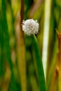 Flowering Spike-rush (Eleocharis elegans Cyperaceae). Royalty Free Stock Photo