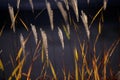 Flowering spikelets of Miscanthus sinensis. Solar lighting, contour light. Dry autumn grasses with spikelets of beige color close-