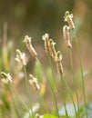 Flowering spikes on grass outdoors Royalty Free Stock Photo