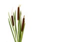 Flowering spikes and leaves bulrush Typha, or reedmace, cattail, punks, or corn dog grass, cumbungi on a white background