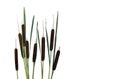 Flowering spikes and leaves bulrush Typha, or reedmace, cattail, punks, or corn dog grass, cumbungi on a white background