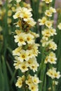 Flowering spikes of pale yellow eyed grass in close up Royalty Free Stock Photo