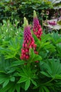 Flowering spikes of Red Lupins.