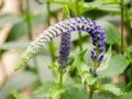 Flowering spikes of Veronica Spicata Ulster Dwarf Blue flower Royalty Free Stock Photo