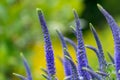 Flowering spikes of Veronica Spicata Ulster Dwarf Blue flower Royalty Free Stock Photo