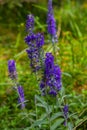 Flowering spikes of Veronica Spicata Ulster Dwarf Blue flower Royalty Free Stock Photo