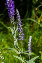 Flowering spikes of Veronica Spicata Ulster Dwarf Blue flower Royalty Free Stock Photo