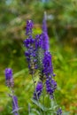 Flowering spikes of Veronica Spicata Ulster Dwarf Blue flower Royalty Free Stock Photo