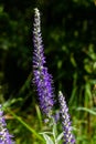 Flowering spikes of Veronica Spicata Ulster Dwarf Blue flower Royalty Free Stock Photo