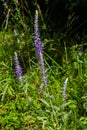 Flowering spikes of Veronica Spicata Ulster Dwarf Blue flower Royalty Free Stock Photo