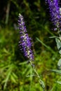 Flowering spikes of Veronica Spicata Ulster Dwarf Blue flower Royalty Free Stock Photo