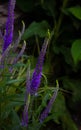 Flowering spikes of Veronica Spicata Ulster Dwarf Blue flower Royalty Free Stock Photo