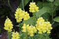 Flowering spikes of yellow snapdragon flowers