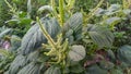 Flowering spinach plants thrive in the garden