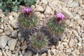 Flowering spiney cacti