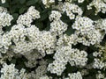 Flowering spiraea shrub