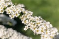 Flowering spirea branch Royalty Free Stock Photo