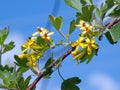 Flowering sprig of sea buckthorn