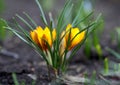 Flowering spring crocus in garden