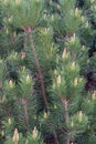Flowering spring pine branches Royalty Free Stock Photo