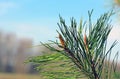Flowering spring pine branches closeup Royalty Free Stock Photo
