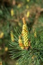 Flowering spring pine branches Royalty Free Stock Photo