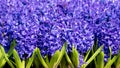 Purple hyacinths, plenty blooming hyacinths Royalty Free Stock Photo