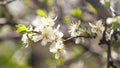 Flowering spring plums tree in garden