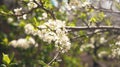 Flowering spring plums tree in garden