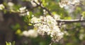 Flowering spring plums tree in garden Royalty Free Stock Photo