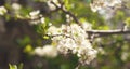 Flowering spring plums tree in garden