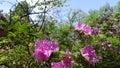 Korean azalea, Rhododendron yedoense var. poukhanense